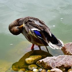 Close-up of bird perching on rock by lake