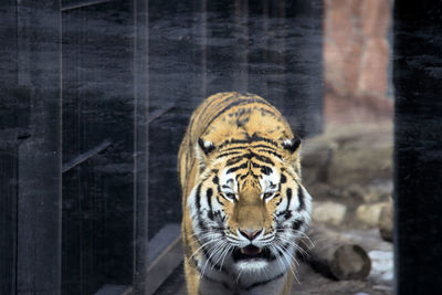 Close-up of tiger