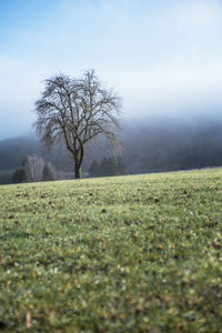 Bare trees on field against sky