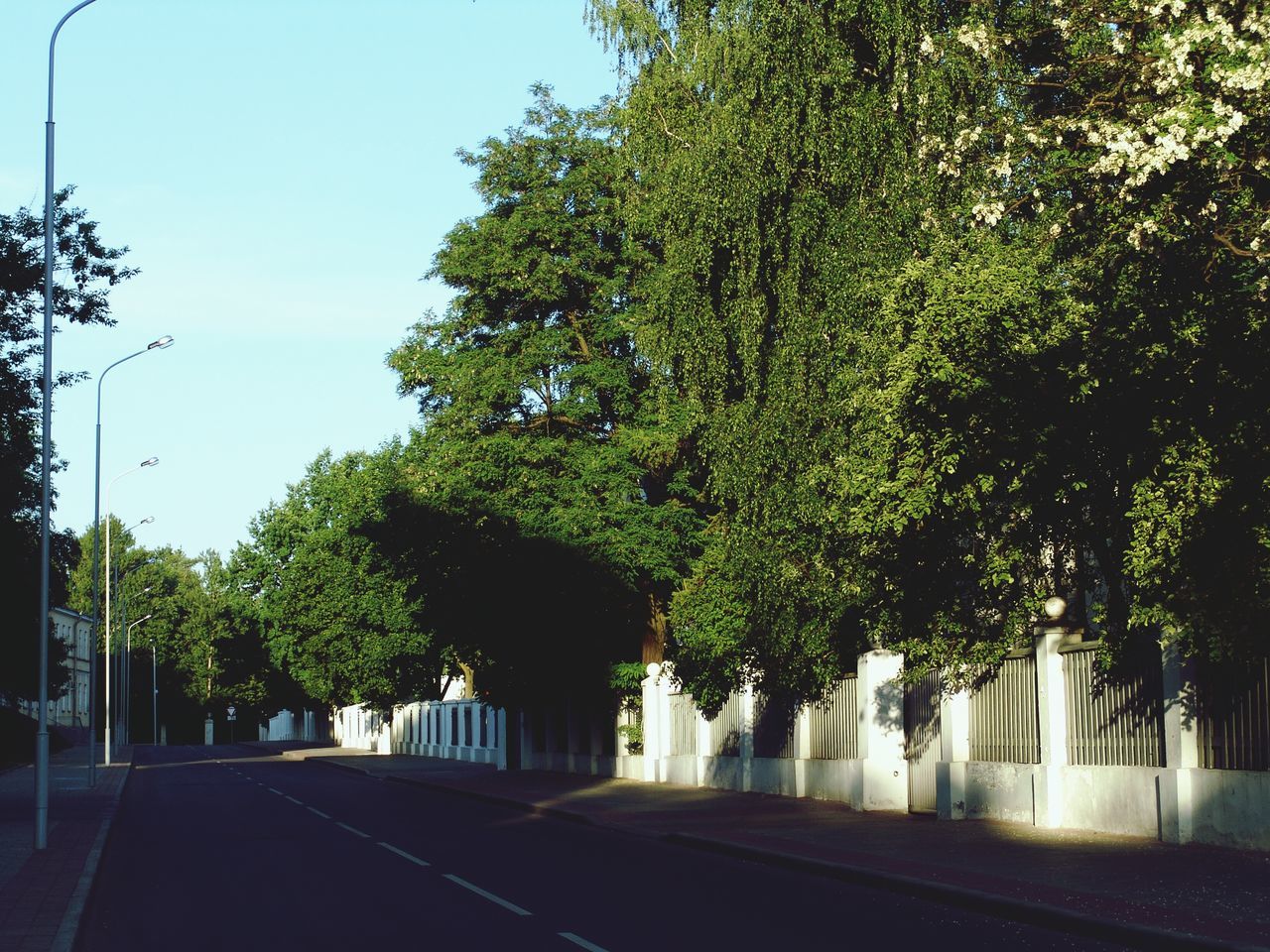 tree, the way forward, road, growth, built structure, street, clear sky, building exterior, architecture, transportation, diminishing perspective, sky, empty, footpath, sunlight, day, green color, vanishing point, outdoors, nature