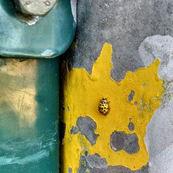 Close-up of yellow lizard