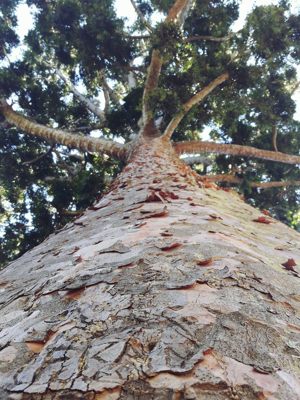 tree, tree trunk, low angle view, nature, growth, directly below, forest, outdoors, day, no people, branch, beauty in nature, bark, climbing, close-up, sky