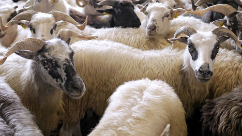 View of sheep in pen