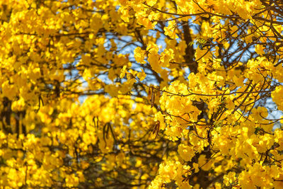 Close-up of yellow flowering plant