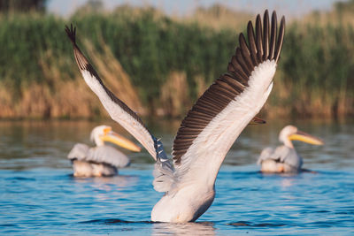 Pelican spreading its wings on a lake