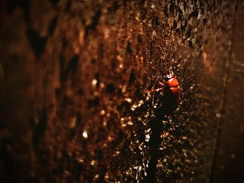 Close-up of ladybug on leaf at night