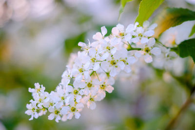 Close-up of white flowering plant
