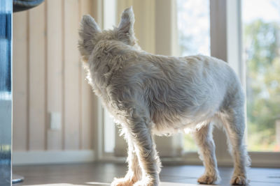 Dog looking away