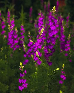 Close-up of purple flowering plants on field