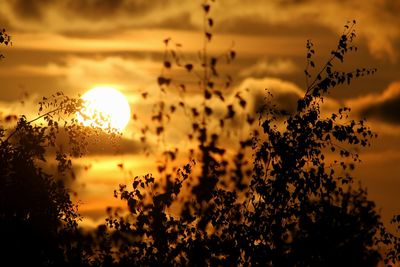 Silhouette plants against sky during sunset