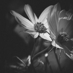 Close-up of daisy flower