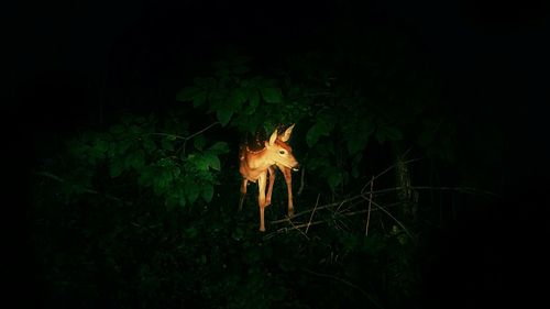 High angle view of axis deer amidst leaves at night