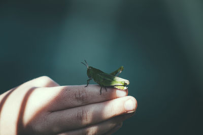 Close-up of grasshopper on hand