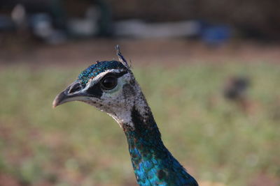 Close-up of bird on sunny day