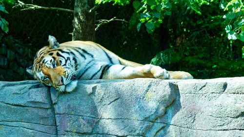 Cat resting on rock in zoo