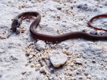 Close-up of lizard on rock
