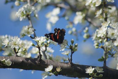 Low angle view of insect on flower tree