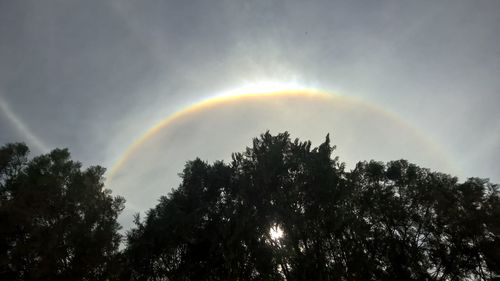 Low angle view of trees against rainbow in sky