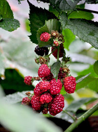 Close-up of red berries on tree