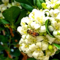 Close-up of insect on white flowers