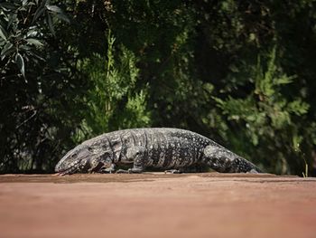 Close-up of lizard on wood