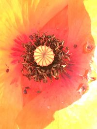 Close-up of yellow hibiscus