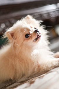 Close-up of a dog looking away