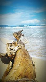 Close-up of driftwood on beach against sky