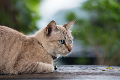 Close-up of ginger