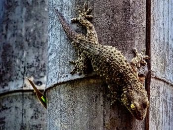 Close-up of lizard on tree trunk