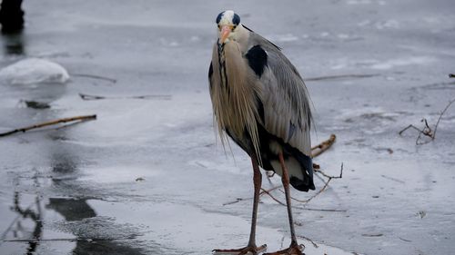 High angle view of gray heron perching on shore