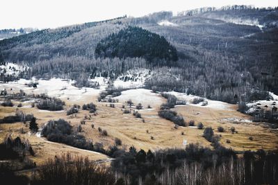 Scenic view of grassy field