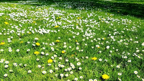 High angle view of flowering plants growing on field