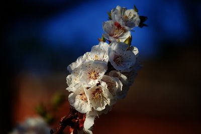 Close-up of white flower on tree