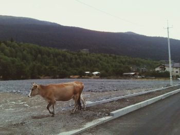 View of a horse on road