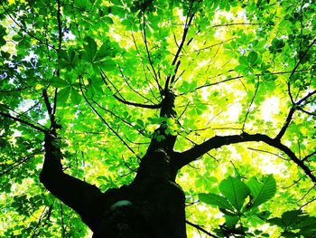 Low angle view of tree against sky