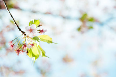 Close-up of white flowers blooming on tree