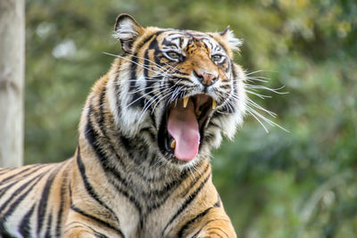 Close-up of a tiger