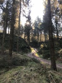 Trees in forest