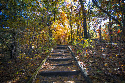 Footpath amidst trees in forest during autumn