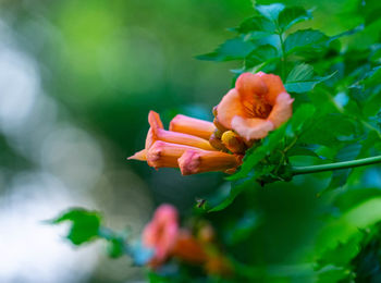 Close-up of red rose flower bud