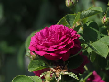 Close-up of pink flowering plant