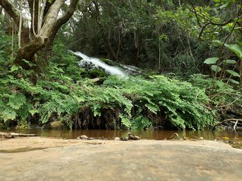 Stream flowing in forest