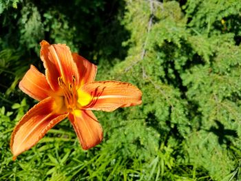 Close-up of orange day lily blooming outdoors