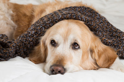 Close-up portrait of dog resting on bed