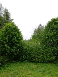 Trees growing in forest against sky