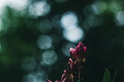 Close-up of flower blooming outdoors