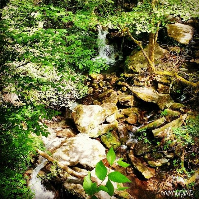 water, plant, forest, rock - object, nature, growth, stream, high angle view, flowing water, leaf, waterfall, green color, beauty in nature, moss, flowing, tranquility, day, tree, outdoors, motion