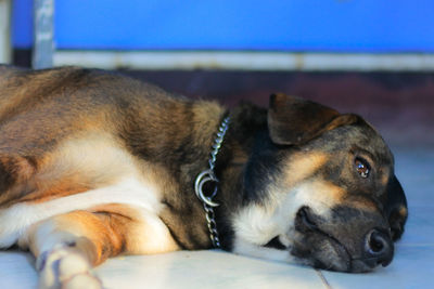 Close-up of a dog resting