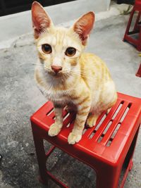 Portrait of cat sitting on chair